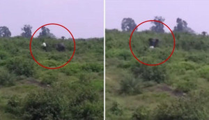 Liều lĩnh lại gần chụp ảnh tự sướng, 'ma men' bị voi rừng giẫm chết