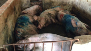 Phát hiện 10 con lợn bị lở mồm, long móng trong lò mổ ở Hà Tĩnh