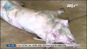 Rùng mình phát hiện đàn lợn mắc bệnh, lở loét trong lò giết mổ ở Hà Tĩnh