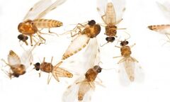 Brazil đang đối mặt mối đe dọa mới từ virus Oropouche