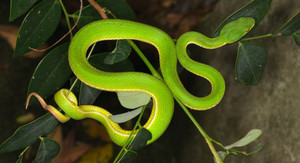 TP.HCM: Kinh hãi rắn lục đuôi đỏ bò vào nhà dân, leo lên giường ngủ