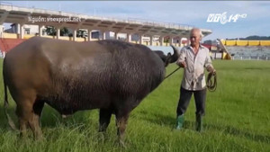 Hải Phòng: Đồ Sơn tổ chức lại hội chọi trâu vào 28/9