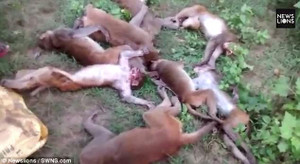 12 con khỉ đau tim, đột tử tập thể nghi do... tiếng hổ gầm