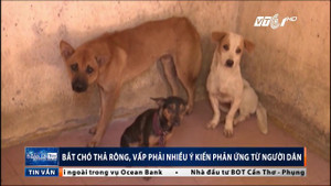 Bắt chó thả rông: Nhiều lợi ích nhưng người dân vẫn phản ứng kịch liệt