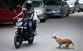 Những tai nạn thảm khốc do chó chạy rông ngoài đường