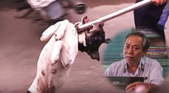 Xuất hiện đội bắt chó giả trộm chó công khai: Chi cục Thú y TP.HCM lên tiếng