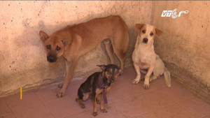 Cận cảnh điểm tập kết chó thả rông ở TP.HCM