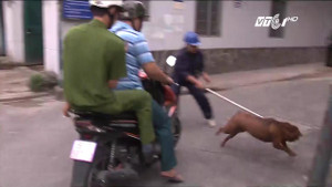 Quy định bắt chó thả rông có thể tiếp tay cho cẩu tặc?