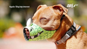 Muôn vàn kiểu rọ mõm cực thời trang cho chó cưng