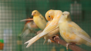 Thú chơi chim yến quý tộc trước đây chỉ có vua chúa mới nuôi