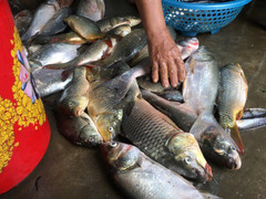 Ảnh: Bất chấp mưa bão, người dân Hà Tĩnh cầm dao chém cá