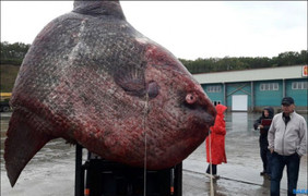 Cá khổng lồ kỳ dị nặng hơn 1 tấn bị ném cho gấu ăn