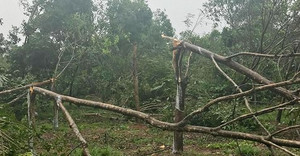 Đau xót nhìn hàng nghìn hecta rừng cao su sắp thu hoạch ở Quảng Trị bị bão quật đổ