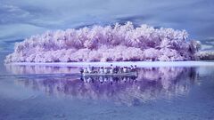 Kỳ lạ 'hòn đảo mù màu' ở Thái Bình Dương