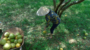 Tận thấy hàng nghìn quả bưởi Phúc Trạch rụng tan tác sau bão số 10