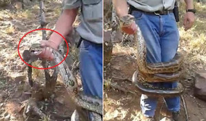 Trăn 'khủng' bị tóm đầu vẫn tung chiêu hiểm độc, suýt siết chết thợ bắt trăn