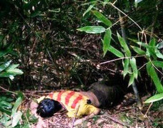 Nghi vấn nam thanh niên ăn lá ngón tự tử sau khi bỏ nhà đi