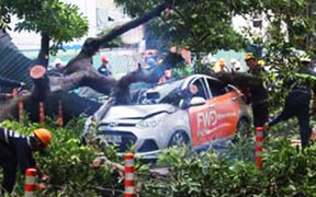 Đang ngồi trong ô tô, cô gái bị cây cổ thụ bật gốc đè trọng thương