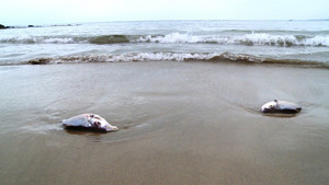 Cá, sò chết bất thường tại khu vực biển Vĩnh Tân