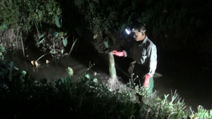 Video: Xem người đàn ông Hà Nội chế chai nhựa thành rọ, bắt 2-3 kg cua đồng mỗi ngày