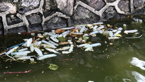 Ảnh: Kinh hãi nhìn Hồ Tây tràn ngập bao cao su sau cơn mưa chiều