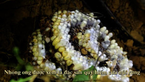 Video: Theo chân dân miền núi Hà Tĩnh vào rừng săn nhộng ong trong đêm