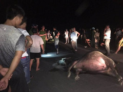 Tông phải trâu đứng giữa đường, cả người và trâu cùng chết: Chủ trâu chịu trách nhiệm thế nào?