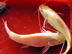 Mục sở thị nuôi cá lăng vàng 'tiến Vua' trên sông Hồng