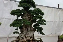 Mục sở thị 'cụ' duối 1.000 năm tuổi, trả 6 tỷ đồng chưa bán