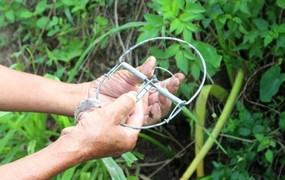 Trở thành 'vua' diệt chuột xứ Nghệ nhờ sáng kiến đơn giản