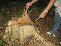 Đề nghị cách chức Trưởng ban Tuyên giáo Huyện ủy và 9 cán bộ ở Nghệ An