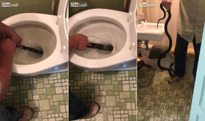 Người đàn ông thò tay vào bồn cầu bắt rắn dài gần 3m