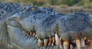 Trung Quốc: Hàng chục cá sấu xổng chuồng khiến cư dân sợ hãi