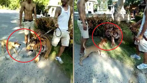 Chó nhỏ sủa loạn làm chúa sơn lâm sợ khiếp vía