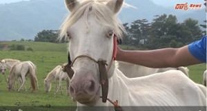 Chiêm ngưỡng thảo nguyên ngựa bạch lớn nhất Việt Nam tại Lạng Sơn