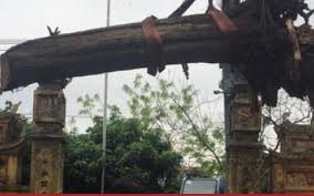 Cây sưa cổ thụ mua ở đình làng Đông Cốc nằm chỏng chơ xó nhà đại gia Bắc Ninh