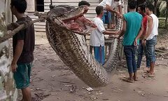 Người đàn ông thoát chết sau cuộc chiến với trăn khổng lồ
