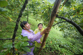 Video: Xem người Lạng Sơn chế thang tre cao 6 m thu hái hồng vành khuyên