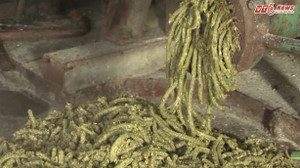 Tận mắt xem nông dân Hưng Yên nuôi lợn bằng thảo dược kiếm bộn tiền