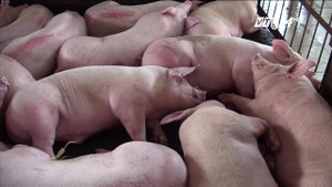 Lỗ hổng nguy hiểm khiến lợn đeo vòng truy xuất vẫn có thể bị tiêm thuốc an thần