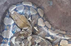 Người dân ở Đắk Lắk bắt được con vật lạ có 2 lỗ mũi chính và 7 lỗ hô hấp