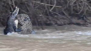 Cả gan cắn trộm báo đốm, cá sấu bị hạ sát nghiệt ngã