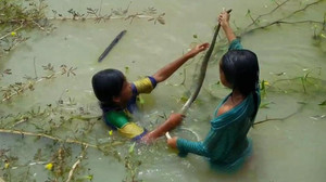 Ra đồng bắt ếch, 2 bé gái tóm sống 3 con rắn nước