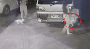 Clip: Mẹ lái xe tông cột điện, bỏ mặc con bị xuất huyết não để ôm cún cưng vào viện