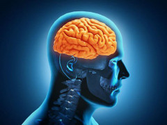 Ăn quá nhiều, lười suy nghĩ gây tổn hại não bộ