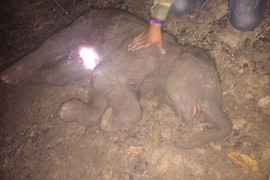 Voi nhà đầu tiên mang thai ở Đắk Lắk mất con sau gần 2 năm chờ đợi