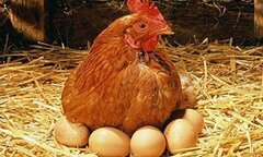 Chuyện thật như đùa: Gà đẻ ra thuốc ở Nhật