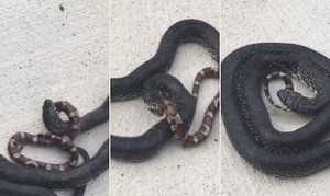 Rợn người cảnh rắn vua đói mồi, ăn thịt rắn hổ ma kịch độc