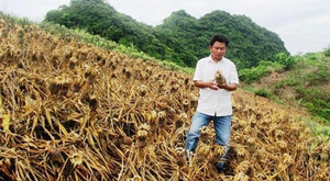 Dùng thuốc diệt cỏ phá hoại vườn dứa sắp thu hoạch: Công an vào cuộc điều tra