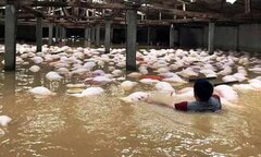 Mưa lũ hoành hành, bão số 11 sắp đổ bộ: Làm sao để không dính bệnh truyền nhiễm chết người